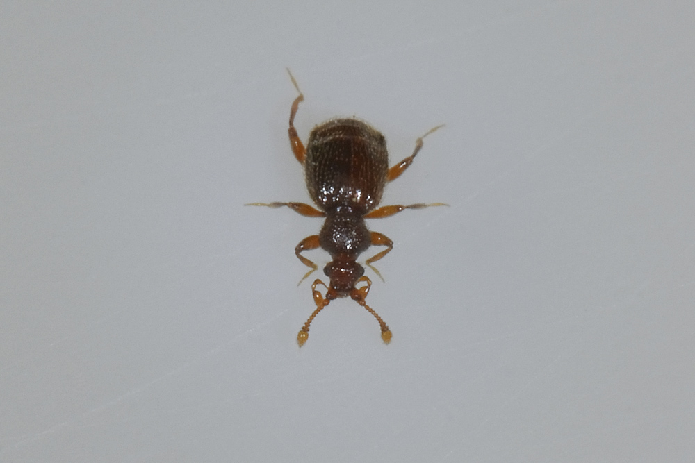 Pselaphidae da id.